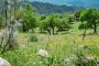 Wild flowers in Spring